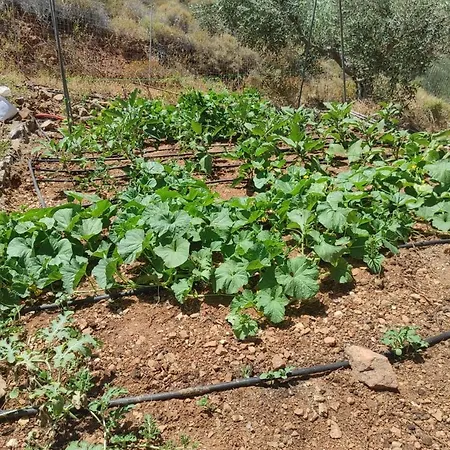 Lori's Country بيت للعطل