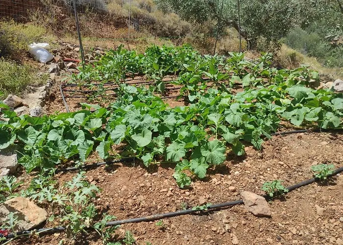 Lori's Country Dom wakacyjny